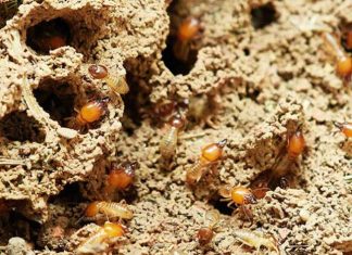 How to get rid of Termites in wall