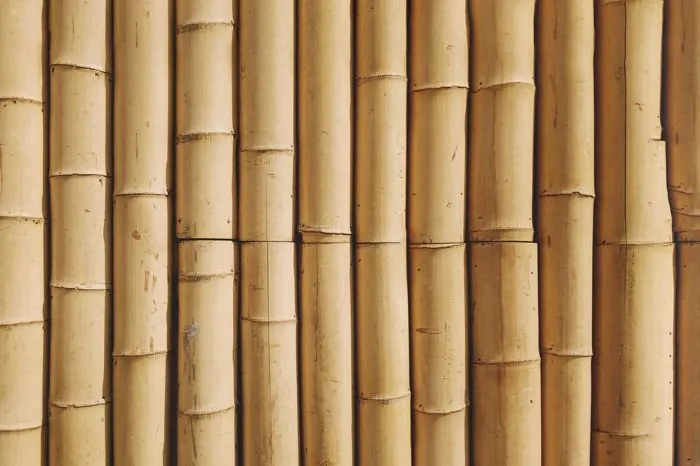 Bamboo wood