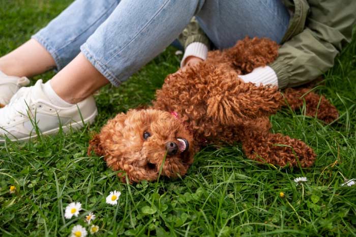 How to Take Care of Your Cavapoo Full-Grown Dog