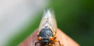 How to Get Rid of Cicadas