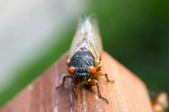 How to Get Rid of Cicadas