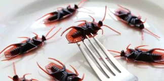 How to Get Rid of Roaches in the Kitchen