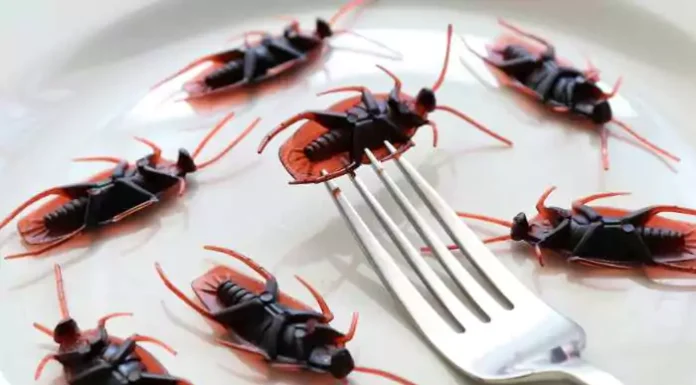 How to Get Rid of Roaches in the Kitchen