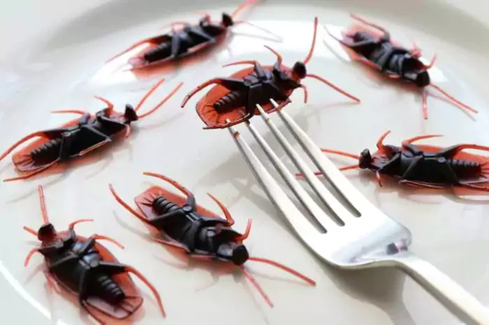 How to Get Rid of Roaches in the Kitchen