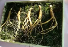 ginseng for hair growth