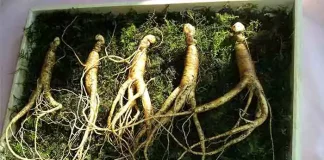 ginseng for hair growth