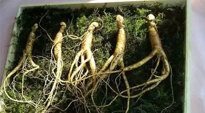 ginseng for hair growth