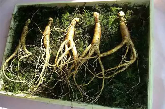 ginseng for hair growth