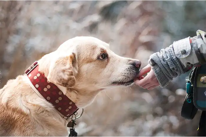 Spending Quality Time with Your Small Dog