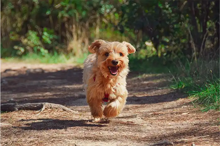 Essential Accessories for Small Dogs