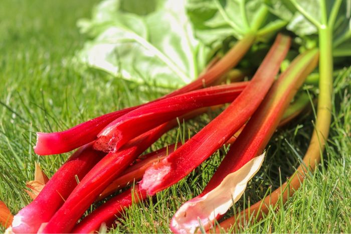 Rhubarb