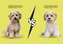 Havapoo vs Cavapoo