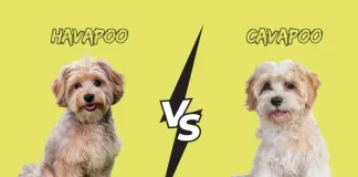 Havapoo vs Cavapoo