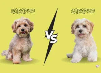 Havapoo vs Cavapoo