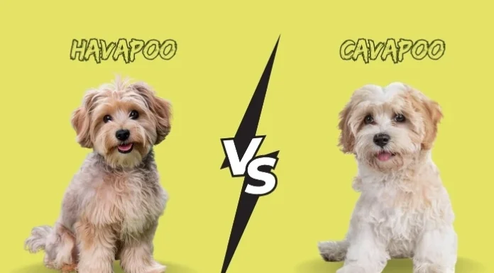 Havapoo vs Cavapoo