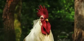 History of Backyard Chickens