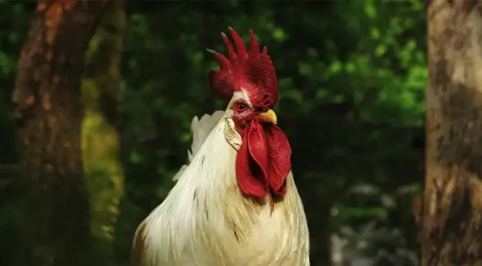 History of Backyard Chickens