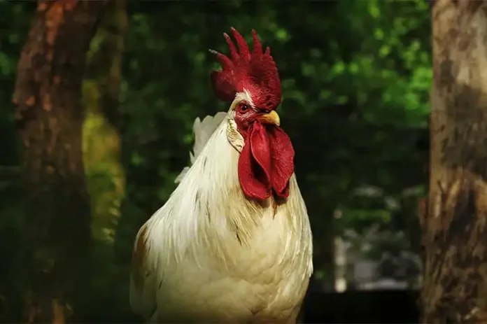 History of Backyard Chickens