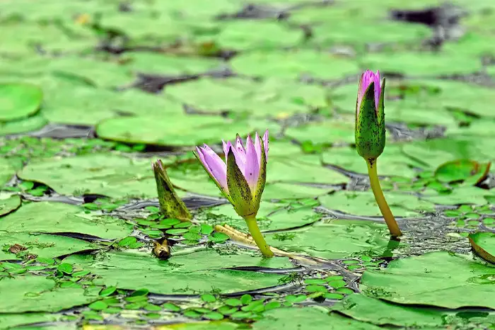 Floating Plants