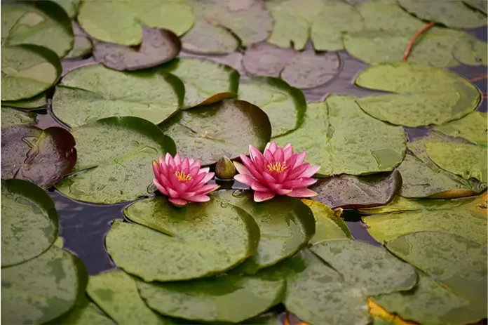 aquatic plants