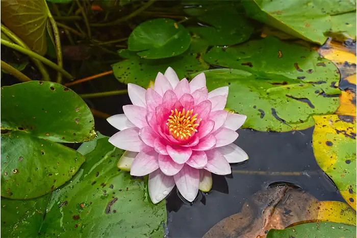 Choose the Right Plants for Your Pond