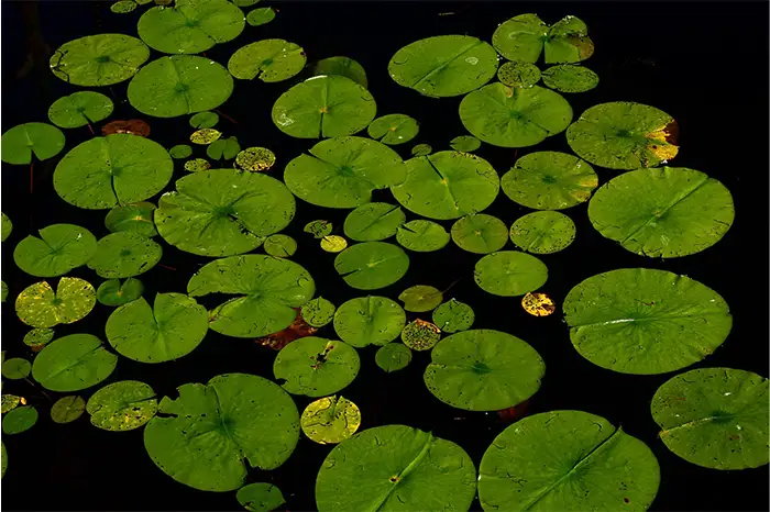 How Aquatic Plants Improve Water Quality